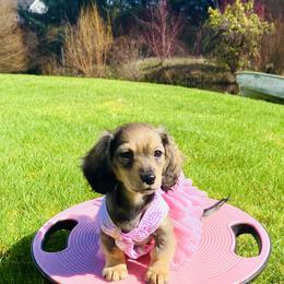 Dachshund Puppies from Northwest Dachshunds