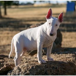 Bull Terrier puppies from Second to None Bull Terriers