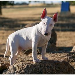 Bull Terrier puppies from Second to None Bull Terriers