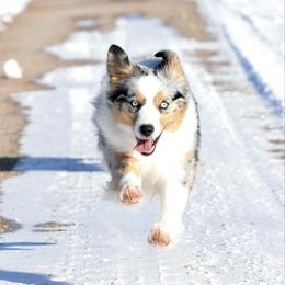 Peanut Butter - Miniature Australian Shepherd