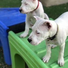 Dogo Argentino and Greyhound Puppies from Wayward Dogos and Hounds