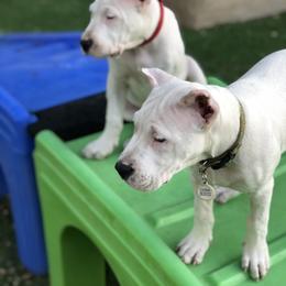Dogo Argentino and Greyhound Puppies from Wayward Dogos and Hounds