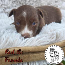 Topanga - Red & white female Toy Australian Shepherd puppy in Jaroso, Colorado from Heaven Sent Aussies