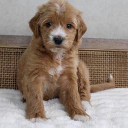 Coco - Red  female Goldendoodle puppy in Warsaw, Ohio from Lovabledoodles