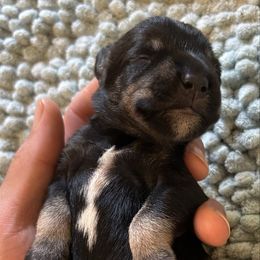 Black and Silver Male - Black and silver male Miniature Schnauzer puppy in Clover, South Carolina from Bobo’s Babies Kennels