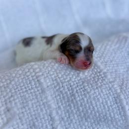 Boy 4 - Merle male Bernedoodle puppy in Salt Lake County, Utah from Coco Avenue Pups