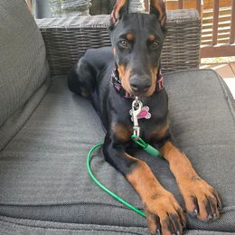 Doberman Pinscher Puppies from JM Dobermans
