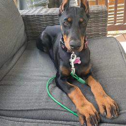 Doberman Pinscher Puppies from JM Dobermans