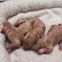 Girl 2 - Apricot female Goldendoodle puppy in Millersburg, Ohio from Millersburg Paws, LLC.