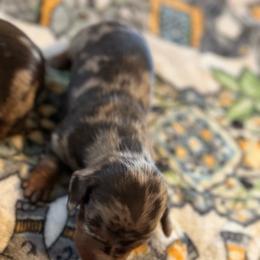 Kona - Dapple male Dachshund puppy in Staley, North Carolina from Langley Farms Dachshunds