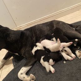 Akita Puppies from Gloe Akita's