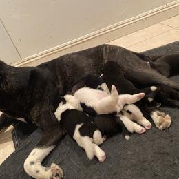 Akita Puppies from Gloe Akita's