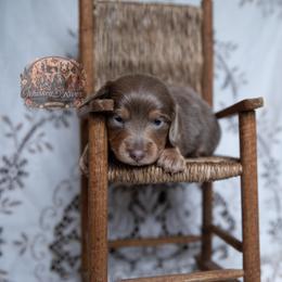 Sincere - Fawn (isabella) and tan male Dachshund puppy in Iola, Texas from Whiskey River Dachshunds
