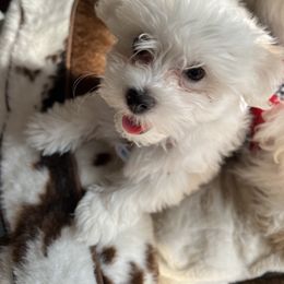 Coton de Tulear Puppies from Cotten's Sunset Kennels