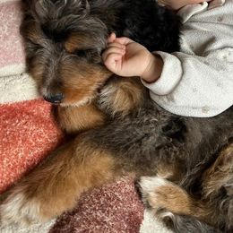 Bernedoodle Puppies from Refined Doodles