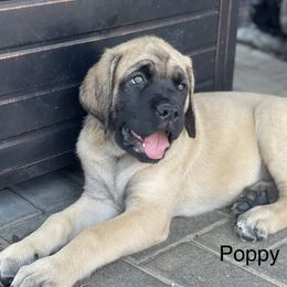 Girl 6 - Apricot Mastiff puppy in South Dakota from Clearbrook Mastiffs