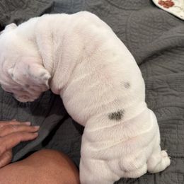 Bulldog Puppies from Barden family bulldogs