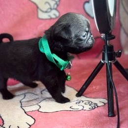 Boy 1 - Black male Pug puppy in Durant, Oklahoma from Cagle's Crowning Pug's