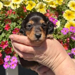 Black and Tan male - Black and tan male Dachshund puppy in Santa Rosa, California from Signature Mini Dachshunds