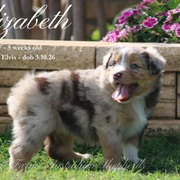 Elizabeth (RMF 1) - Red merle female Miniature Australian Shepherd puppy in Grandfield, Oklahoma from Hunt Farms Australian Shepherds