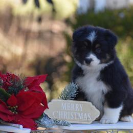 Green - Black tri-color male Australian Shepherd puppy in Pilot, Virginia from Obsidian Australian Shepherd