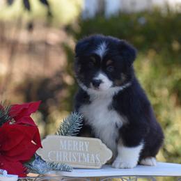 Green - Black tri-color male Australian Shepherd puppy in Pilot, Virginia from Obsidian Australian Shepherd