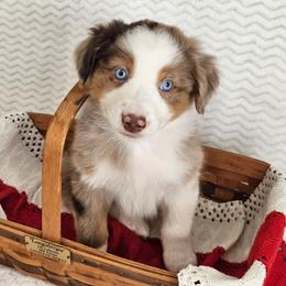 Rose - Red merle female Australian Shepherd puppy in Mountain Grove, Missouri from K Bar H Farms