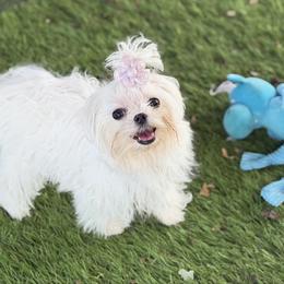 Maltese puppies from Exotic City Pomeranians and chihuahuas