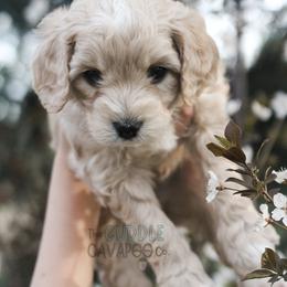 Cavapoo Puppies from The Cuddle Cavapoo Co.
