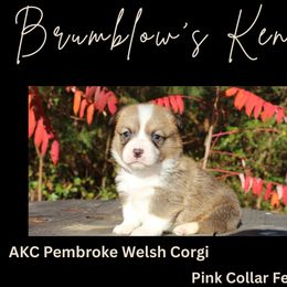 Pink Collar - White and red female Pembroke Welsh Corgi puppy in Boaz, Alabama from Brumblow’s Kennel