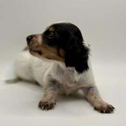 Lady 4- Russian Lines - AKC - Piebald female Dachshund puppy in Bartlesville, Oklahoma from OkieDokieDox