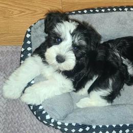 Tucker - Parti male Miniature Schnauzer puppy in Graham, Washington from Kristy's French Bulldogs & Mini Schnauzers