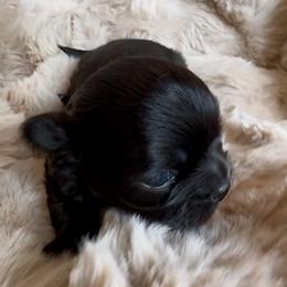 AKC Major, 3900.00 - Black and white male Chihuahua puppy in Northern, Colorado from Wild Mountain Chihuahuas