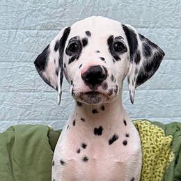 Curtis - White and black male Dalmatian puppy in Decatur, Alabama from Hollytree Dalmatians