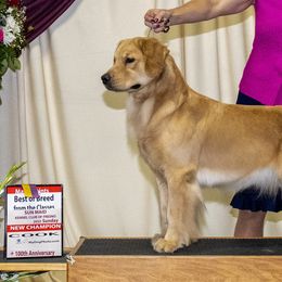 Rumble - Golden Retriever