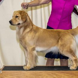 Rumble - Golden Retriever