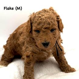Flake (M) - Red  male Goldendoodle puppy in Lewisville, Texas from Zink Doodles