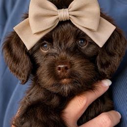 Sierra - Chocolate female Goldendoodle puppy in Van Alstyne, Texas from Forest Haven Doodle Co.