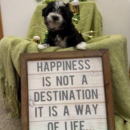 Girl 1 - Black and white female Havanese puppy in Ann Arbor, Michigan from La Brisa Havanese