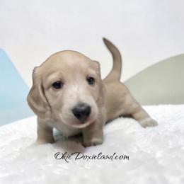 Evan - Cream male Dachshund puppy in Oklahoma City, Oklahoma from OkieDoxieland Dachshunds