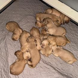 Boy 2 - Golden male Golden Retriever puppy in Albany, Georgia from Sassafras Goldens