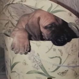 Great Dane Puppies from DaneDreams