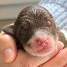 Mr Red - Tri-color male Cavapoo puppy in Norton Shores, Michigan from Dune Pack Doodles and Poodles