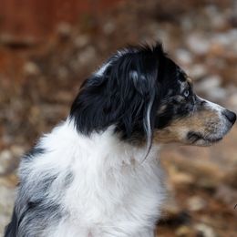 Miniature American Shepherd All Grown Up from RayneMaker Miniature American Shepherds