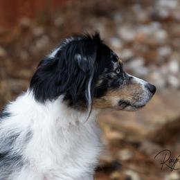 Miniature American Shepherd All Grown Up from RayneMaker Miniature American Shepherds