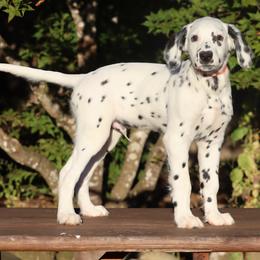Orange - White and black male Dalmatian puppy in Cottage Grove, Oregon from Hidden Hills Dalmatians