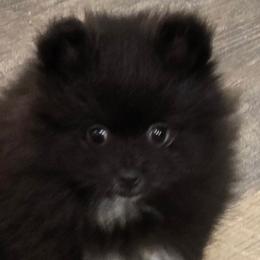 Hemi - Black parti male Pomeranian puppy in Bells, Texas from Lollipoppoms