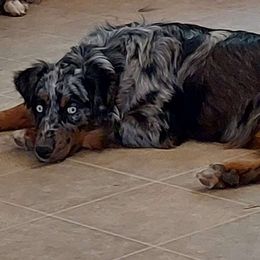Gypsy - Australian Shepherd