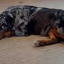 Gypsy - Australian Shepherd