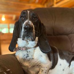 Tiny - Basset Hound